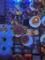 655A9061-862C-4A34-BEC7-06E95790B1DA.jpeg