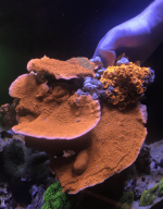 Screen Shot 2022-04-24 at 8.34.39 PM.png