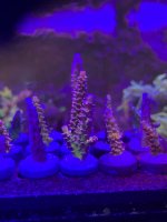 B196E8D3-F209-45CF-ADD9-394F9F7AD52E.jpeg