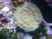 reef 2008 & much more 273.jpg