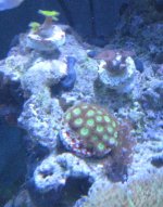 tank pics 021.JPG
