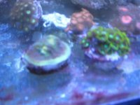 acan 015.jpg