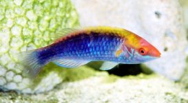 Fairy_Lubbocks_Wrasse.jpg