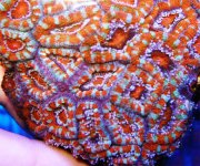 rainbowacan.jpg