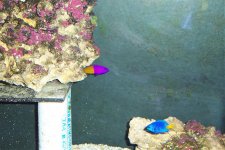 Reef Tankc 008.jpg