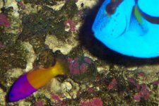 Reef Tankc 010.jpg