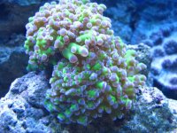 IMG_2468.jpg