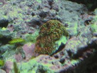 IMG_0726.jpg