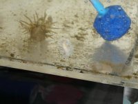 Berghia Nudibranch.JPG