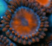 royal true orange.JPG