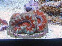 Acans 1.jpg