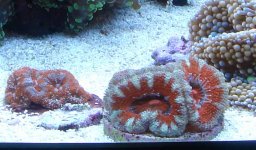 Acans 4.jpg