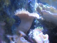 tank pics 024.jpg