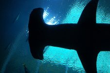 HammerHead.jpg