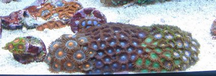 Zoa's Pot.jpg