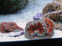 Acans.jpg