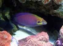 Mystery Wrasse .jpg Mystery Wrasse .jpg
