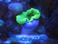 orange monti cap 005.JPG