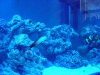 Firefishnemo1.jpg