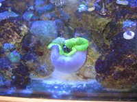 orange monti cap 004.JPG