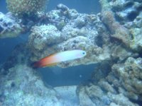 Firefish1.jpg