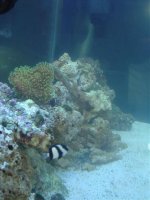 Corals1.jpg