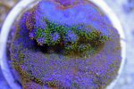 Rainbow Montipora (300x200).jpg