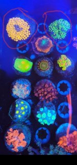 1 Green and 1 Orange Ricordea Florida Mushroom.jpg