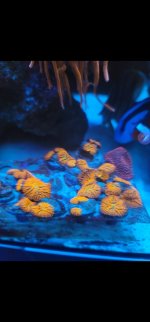 WWC Aquaman mushrooms.jpg
