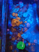Neon green mushroom.jpg