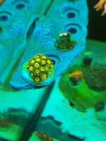 close up shot of Rasta  frag over 30 polyps.jpg