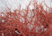 Screen Shot 2022-05-28 at 11.49.02 AM.png