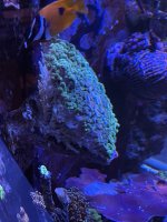 B05E73A2-C6AF-40B9-A82D-7025D45FADEC.jpeg