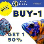 cichlid deal-12.jpeg