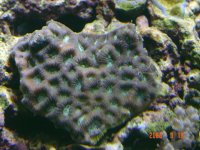 braincoral.jpg