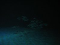 IMG_9328.jpg