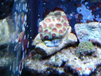 watermelon favia.jpg