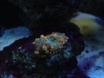 DSC08335.JPG