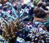 blue acro.jpg
