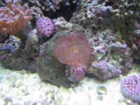 aquarium pics 069.jpg