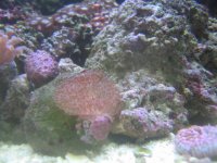 aquarium pics 071.jpg