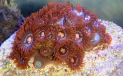 frags_026.sized.jpg