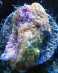frags_018.sized.jpg