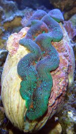 frags_014.sized.jpg
