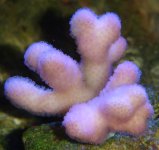 frags_012.sized.jpg
