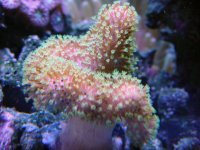 frags_008.sized.jpg