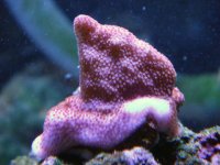 frags_007.sized.jpg