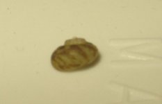 snail1.JPG