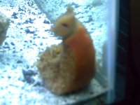 pictures of kids and new 150 gallon tank  9-2007 029.jpg