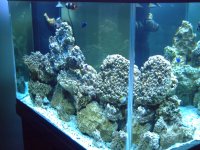 pictures of kids and new 150 gallon tank  9-2007 038.jpg